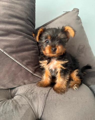 Yorkshire-Terrier Mini