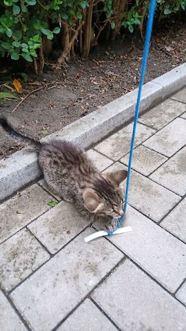 Katzenbaby, Mischlingskatze
