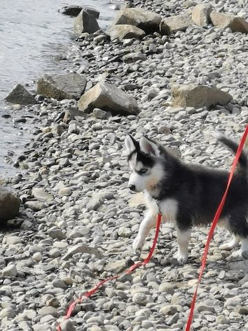 Siberian Husky pups