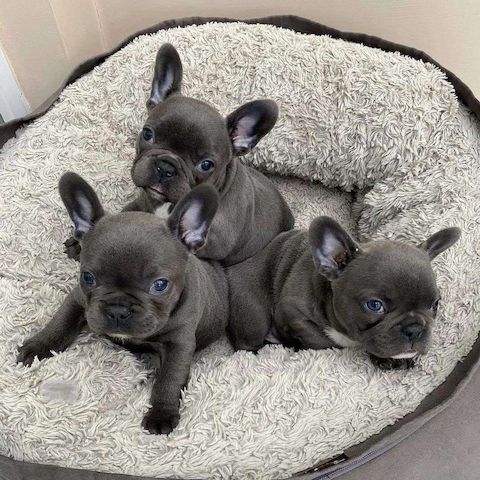 Blaue Französische Bulldoggen-Welpen zu verkaufen.