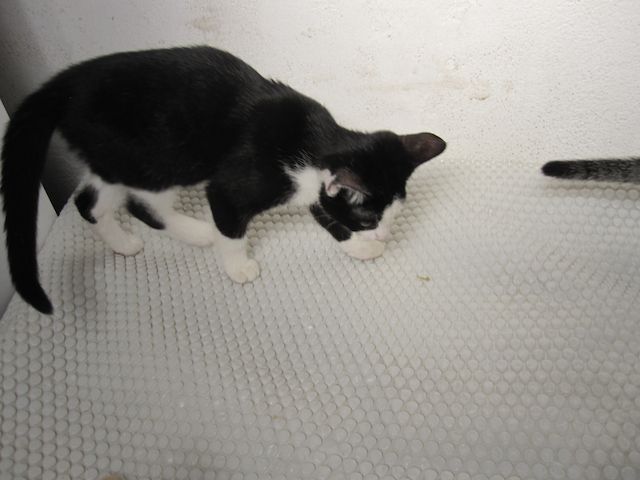 Katzenbaby, Junge Katze