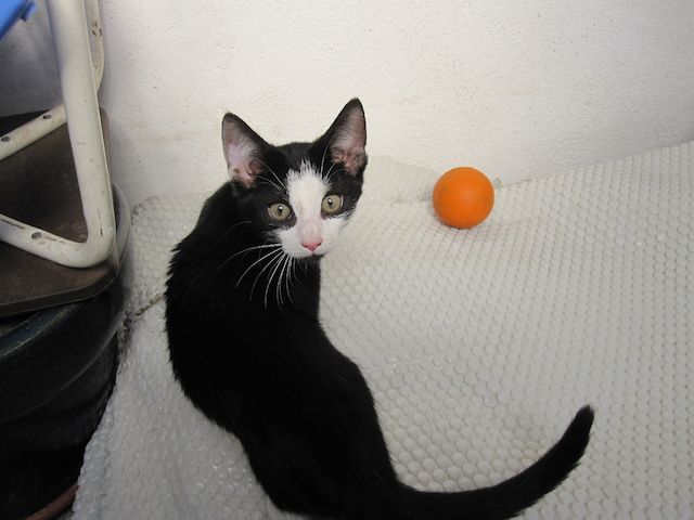 Katzenbaby, Junge Katze