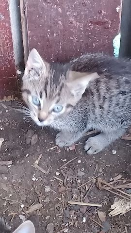 Katzenbaby, junge Kater