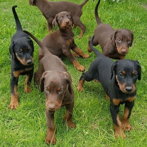 Loving Doberman puppies