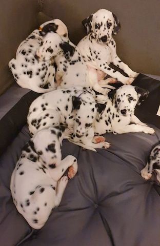 Dalmatian puppies