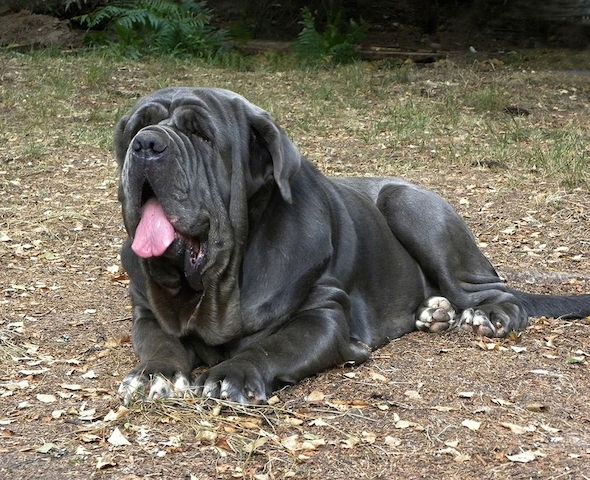 Mastino Napoletano puppies