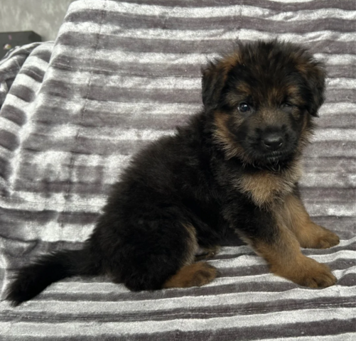KC-registrierter männlicher Deutscher Schäferhund