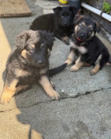 11 niedliche, kräftige Schäferhundwelpen