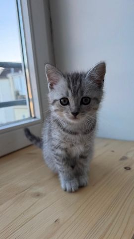 Wunderschöne BKH Tabby Kitten (m/w)
