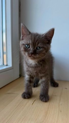 Wunderschöne BKH Tabby Kitten (m/w)