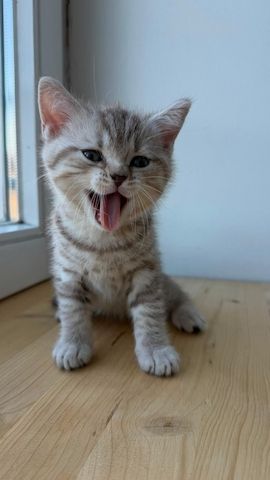 Wunderschöne BKH Tabby Kitten (m/w)