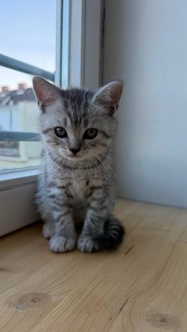Wunderschöne BKH Tabby Kitten (m/w)