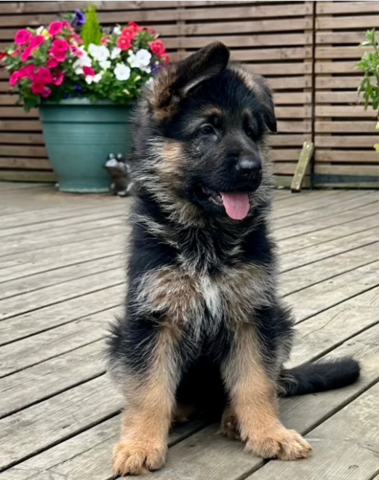 Hervorragende, beim KC registrierte Deutsche Schäferhund-Welpen