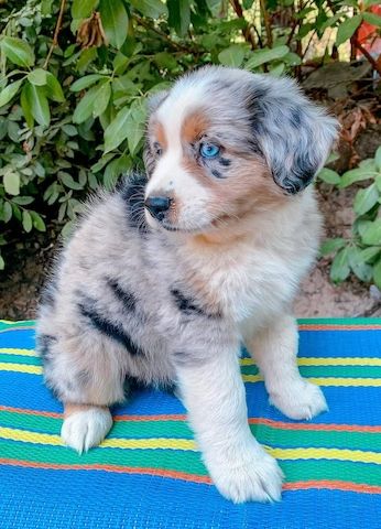 Australischer Schäferhund zu verkaufen