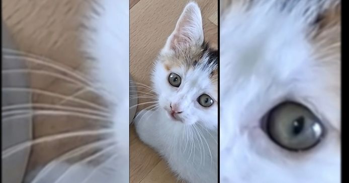 weiblichen Kitten in wunderschönen Farben suchen ein liebevolles und dauerhaftes Für-immer-Zuhause.