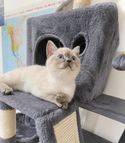 Reinrassiges BKH Mädchen - Blaue Augen - letztes Kitten