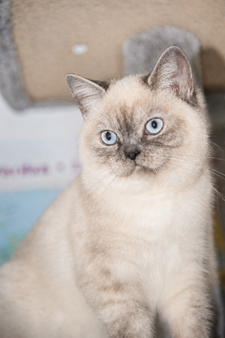 Reinrassiges BKH Mädchen - Blaue Augen - letztes Kitten