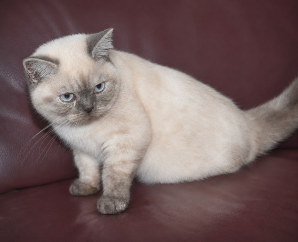 Reinrassiges BKH Mädchen - Blaue Augen - letztes Kitten