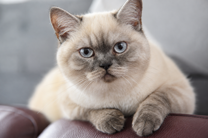 Reinrassiges BKH Mädchen - Blaue Augen - letztes Kitten