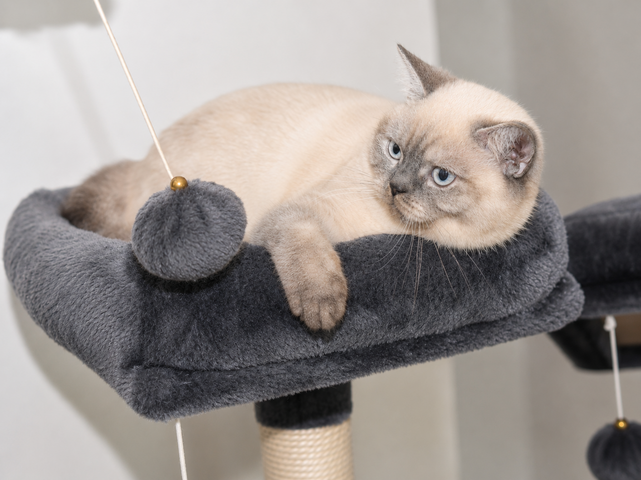 Reinrassiges BKH Mädchen - Blaue Augen - letztes Kitten