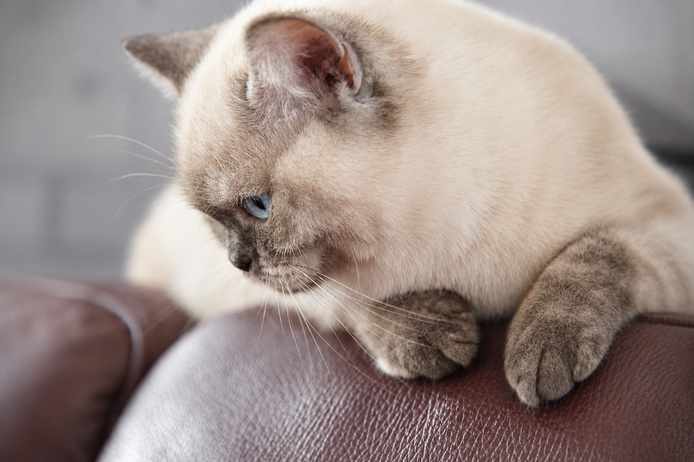Reinrassiges BKH Mädchen - Blaue Augen - letztes Kitten