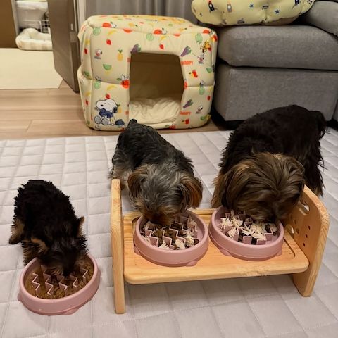 Yorkshire-Terrier-Welpen zu verkaufen