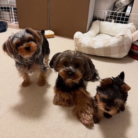 Yorkshire-Terrier-Welpen zu verkaufen