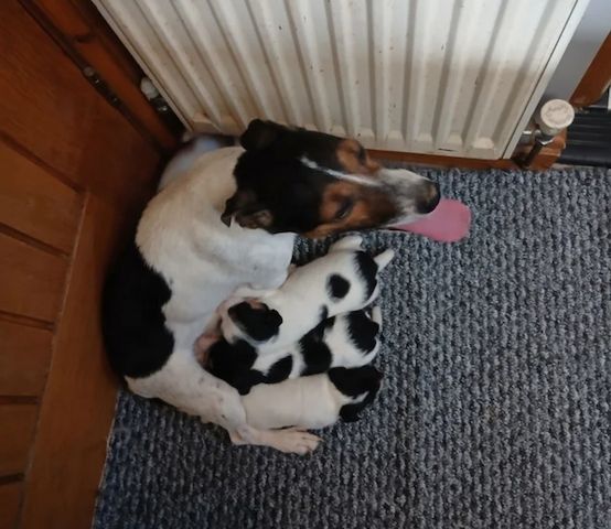 Jack Russell yavruları Jack Russell