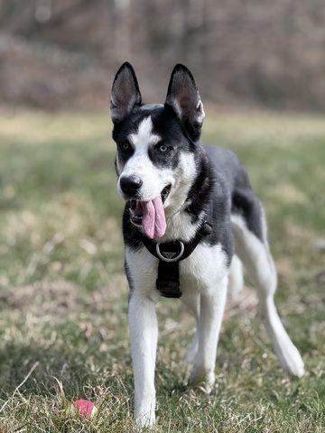 Husky-Labrador Mischling