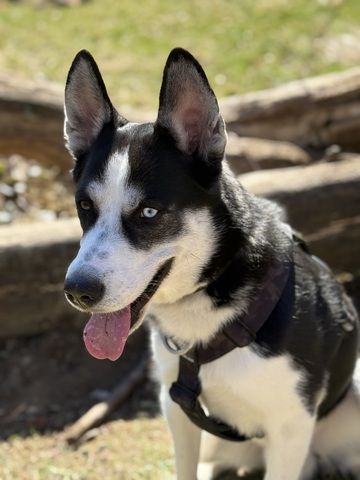 Husky-Labrador Mischling