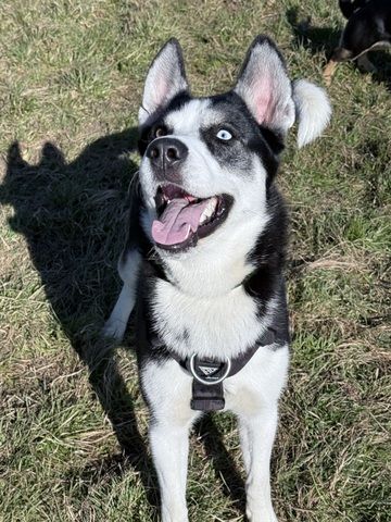 Husky-Labrador Mischling