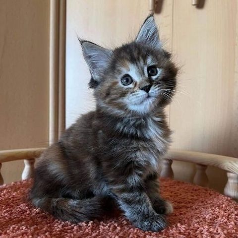 Maine Coon Rüde, TICA-registriert..