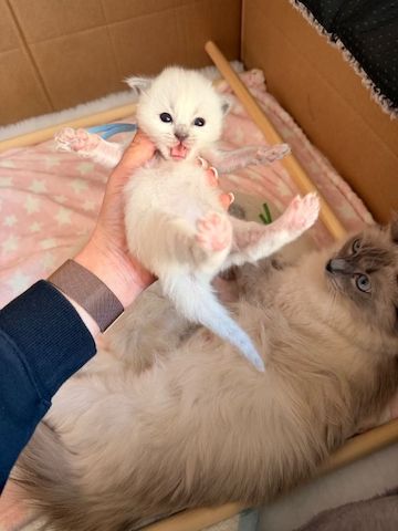 Bezauberndes Ragdoll-Kätzchen zu verkaufen. Kontaktieren Sie mich