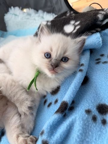 Bezauberndes Ragdoll-Kätzchen zu verkaufen. Kontaktieren Sie mich