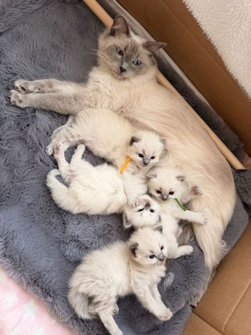 Bezauberndes Ragdoll-Kätzchen zu verkaufen. Kontaktieren Sie mich