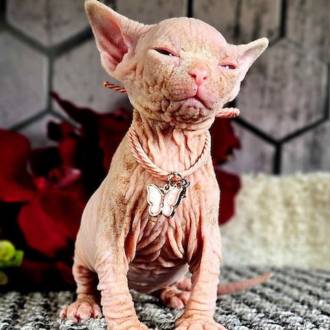 Bezaubernde Sphynx-Kätzchen. Kontaktieren
