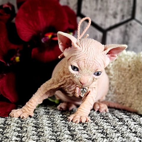 Bezaubernde Sphynx-Kätzchen. Kontaktieren