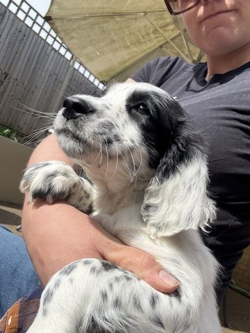 Rüde: Springador-Welpe zu verkaufen. WhatsApp: +44 7453 907158