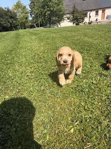 4 weibliche / 1 männlicher Cocker Spaniel-Welpen. WhatsApp: +44 7453 907158