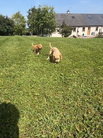 4 weibliche / 1 männlicher Cocker Spaniel-Welpen. WhatsApp: +44 7453 907158