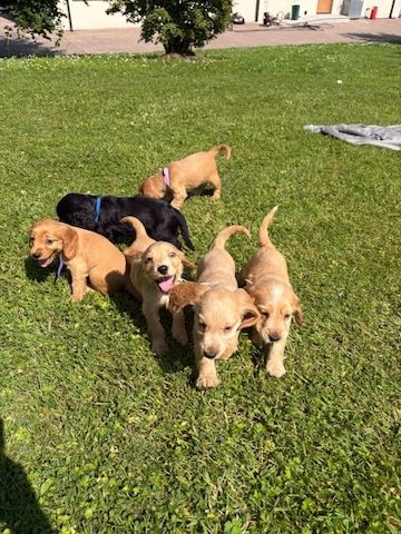 4 weibliche / 1 männlicher Cocker Spaniel-Welpen. WhatsApp: +44 7453 907158