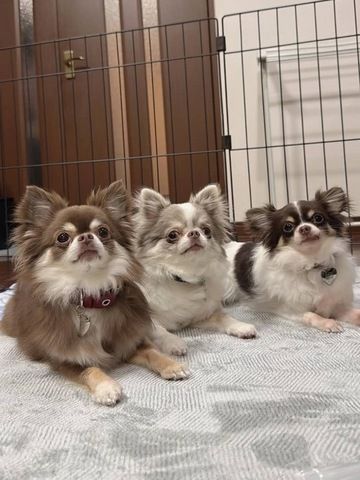 Chihuahua-Welpen abzugeben
