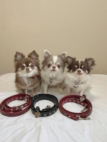 Chihuahua-Welpen abzugeben