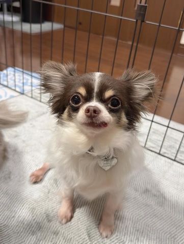 Chihuahua-Welpen abzugeben