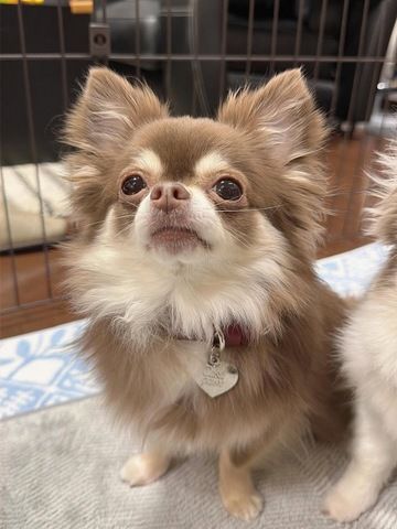 Chihuahua-Welpen abzugeben