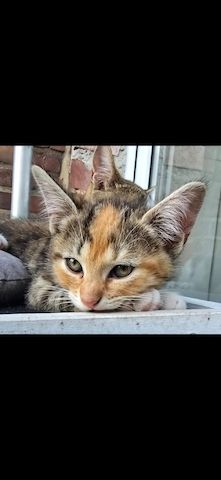 🐾 Liebe Glückskatze Nala, 1 Jahr, sucht liebevolles Zuhause ❤️