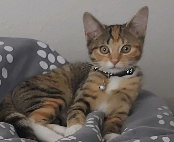 🐾 Liebe Glückskatze Nala, 1 Jahr, sucht liebevolles Zuhause ❤️