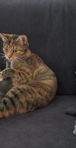 🐾 Liebe Glückskatze Nala, 1 Jahr, sucht liebevolles Zuhause ❤️