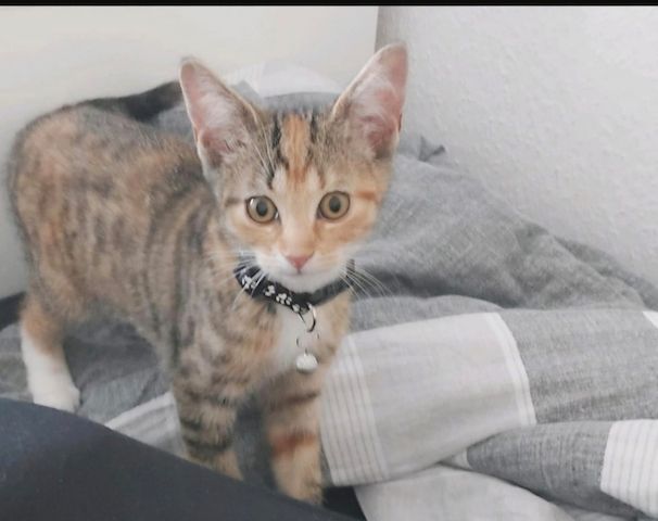 🐾 Liebe Glückskatze Nala, 1 Jahr, sucht liebevolles Zuhause ❤️