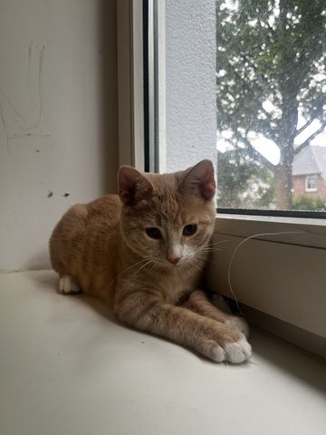 Katzenbaby